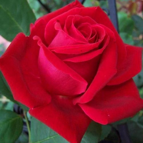 Rosa Liebeszauber 91® - rosso - rose ibridi di tea